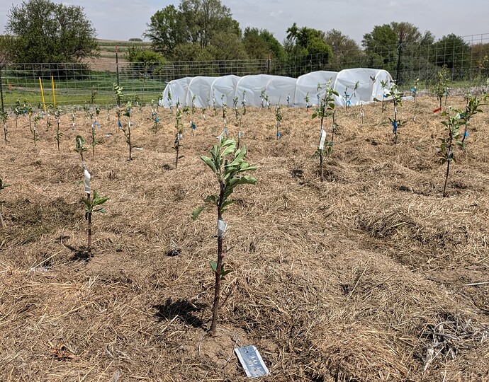 nursery grafts