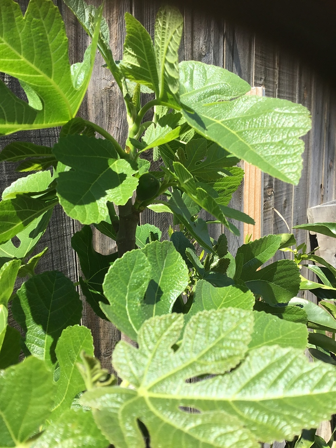 4B740A39-53D8-421C-A3D9-0EDF654D91E9