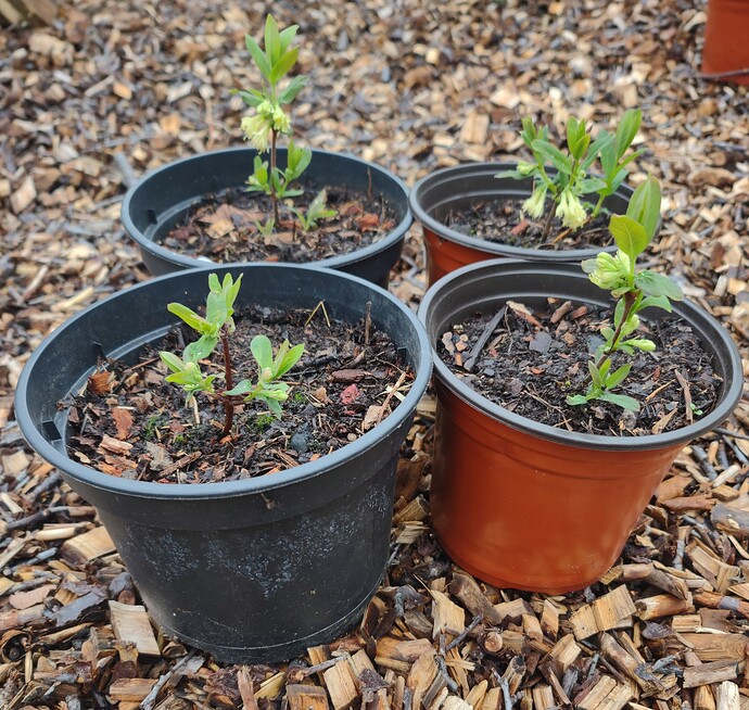 IMG_20250421_190020420~2