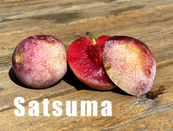 Satsuma