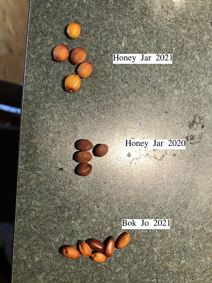 Jujube_Seeds_10-13-2021
