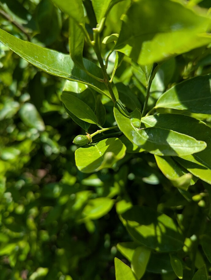 PXL_20250501_185706454