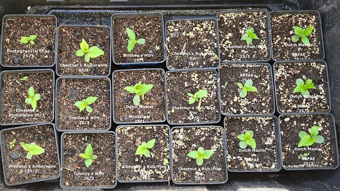 AA Skillcult Seeds 25 4-29