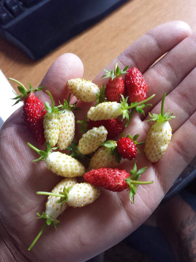 10648277_10204661913057929_8564778199494426416_o 1