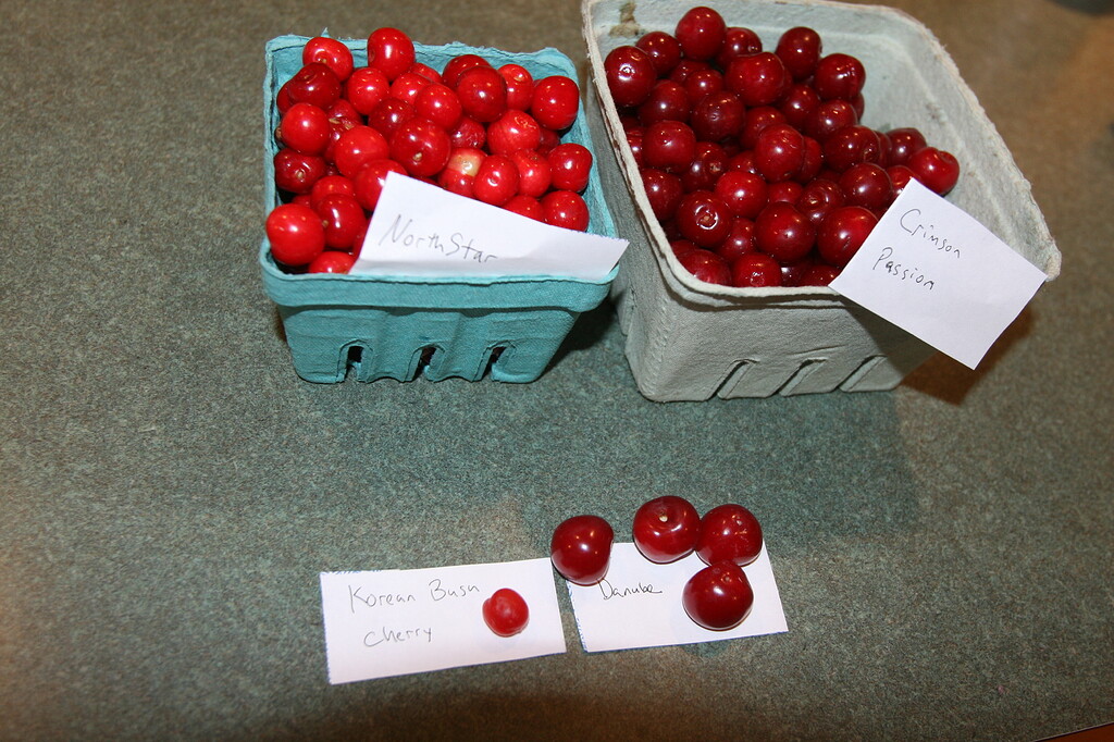 Sour Cherry Ripeness - General Fruit Growing - Growing Fruit
