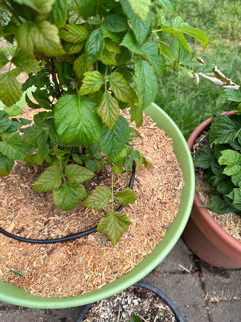 Is this Raspberry Virus? - General Fruit Growing - Growing Fruit
