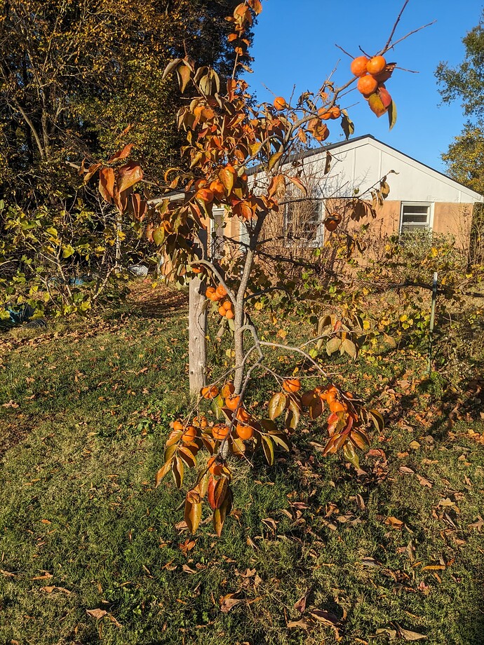 PXL_20231101_211137711