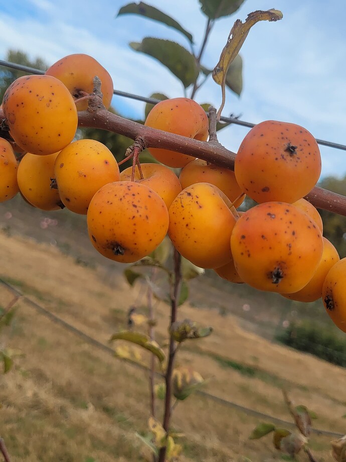 d680819d27163569dcf84ee0bb8240c62031b46d_2_1380x1840