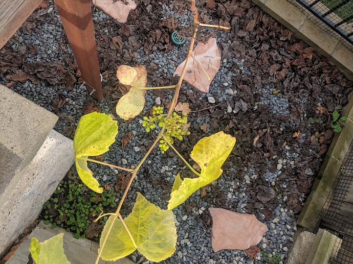 Gold%20Monukka%20fruitlets%202019-01-13