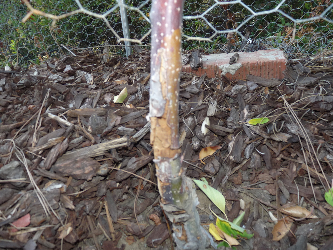Serious bark problem on two young apple trees General Fruit Growing Growing Fruit