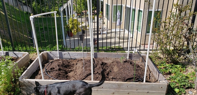 Veggie%20bed%2020190316_141842