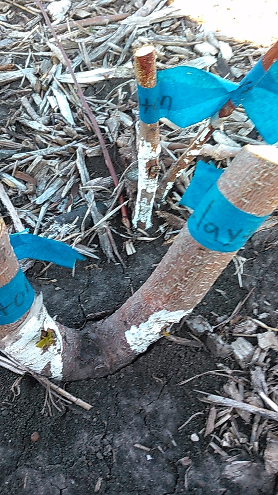 1524522246917-444635306