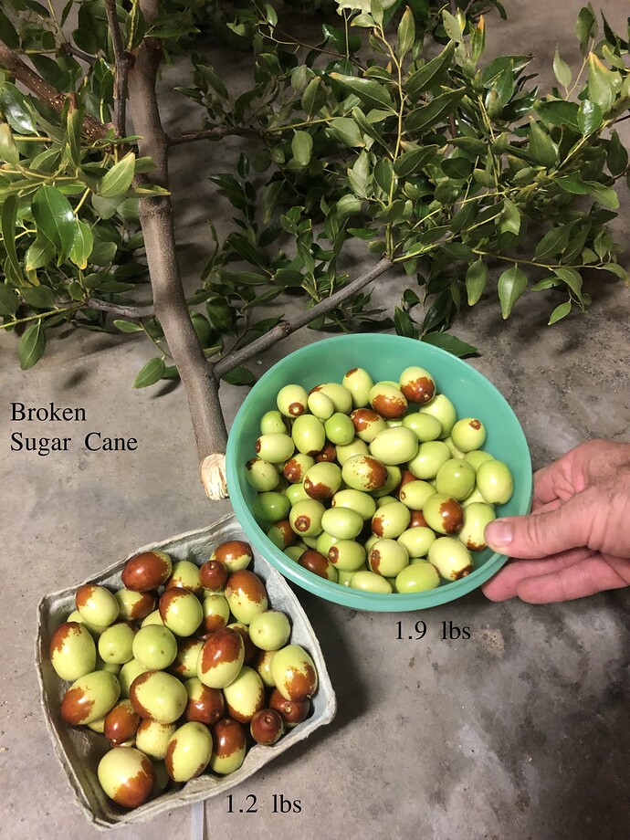 Sugar_Cane_broken_w_10-16-2021