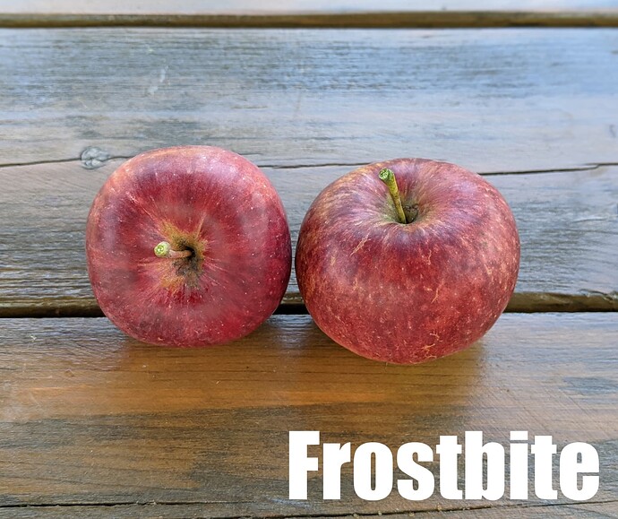 Frostbite_2024