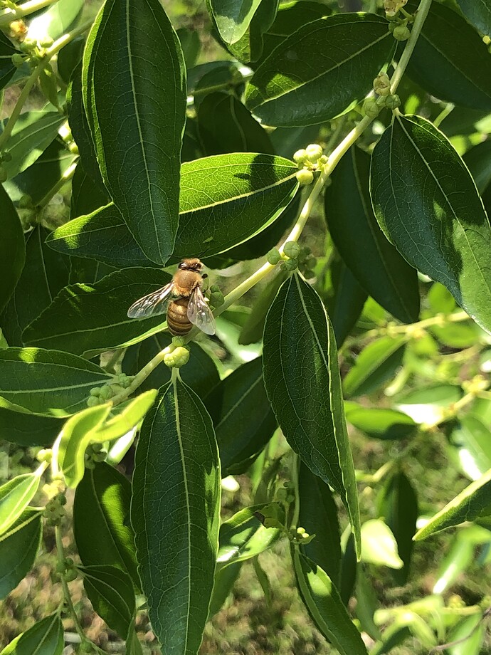 Bee_on_jujube_06-26-2022