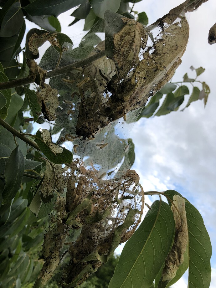 Tent_caterpillars_after_06-23-2022