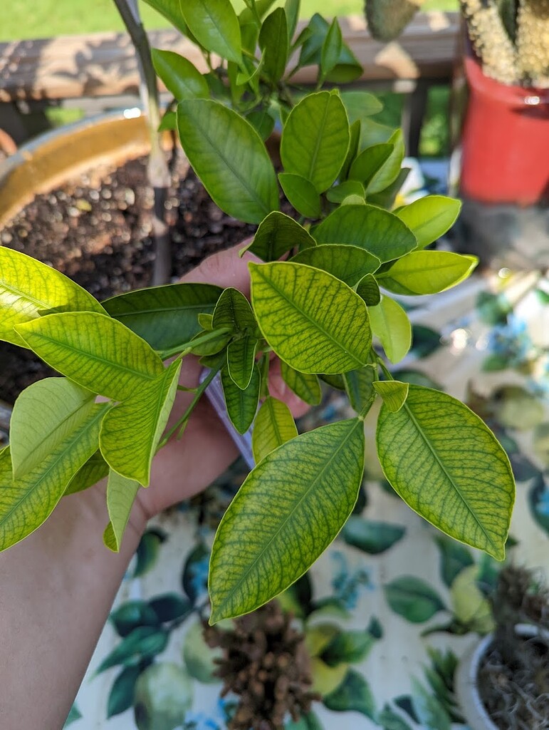 Citrus iron deficiency or something else? General Fruit Growing