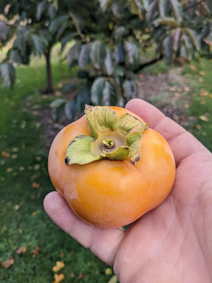 PXL_20221028_203648732