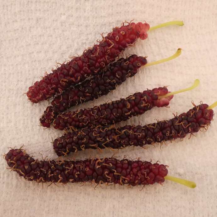 P1200289