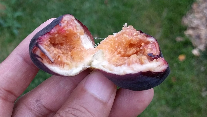 Socorro%20Black%2009-10-2019%20C