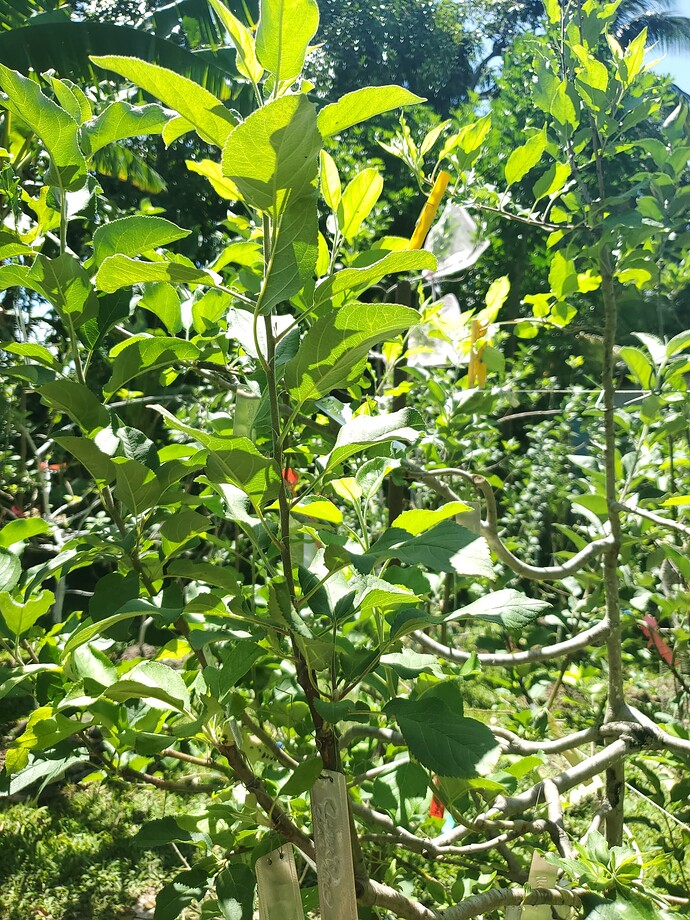 Clark's Crab Cleft Graft