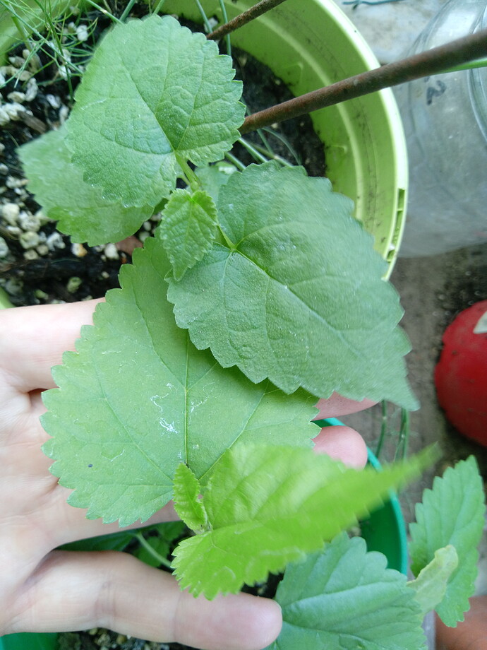 IMG_20240907_160930_631