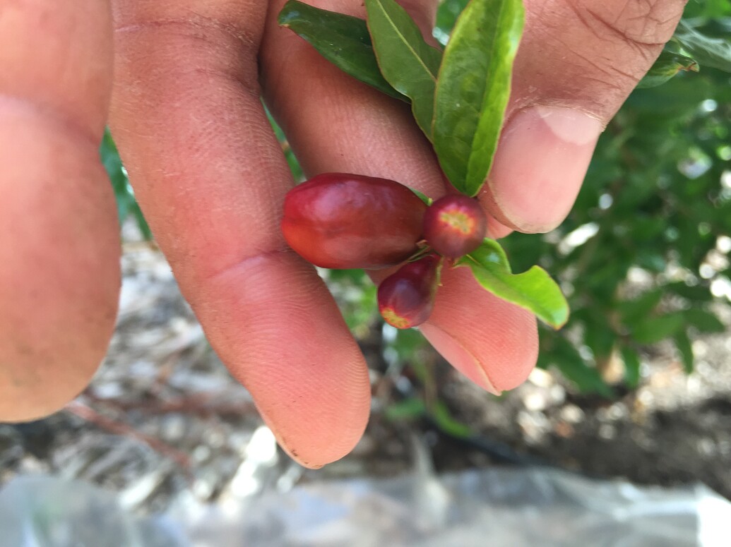 Pomegranate Not Flowering General Fruit Growing Growing Fruit