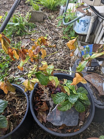 PXL_20240522_191022573