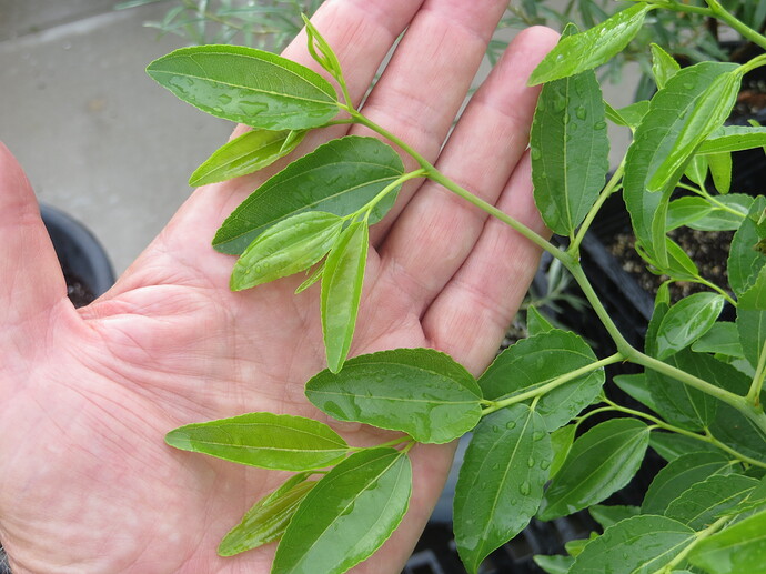 Porterville no fruiting stems