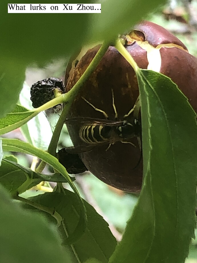 Xu_Zhou_YJ_10-28-2021