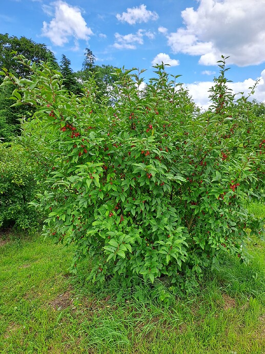 Bigaard 1 Plante 240628