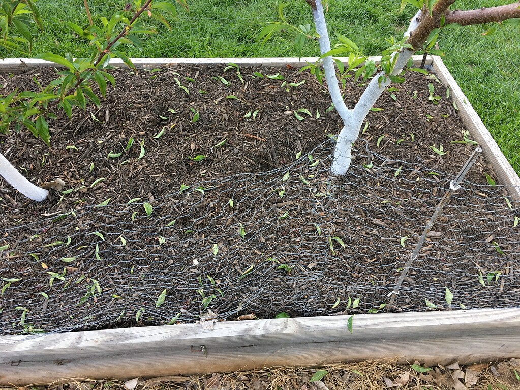 Nectarine Foliage Dropping General Fruit Growing Growing Fruit