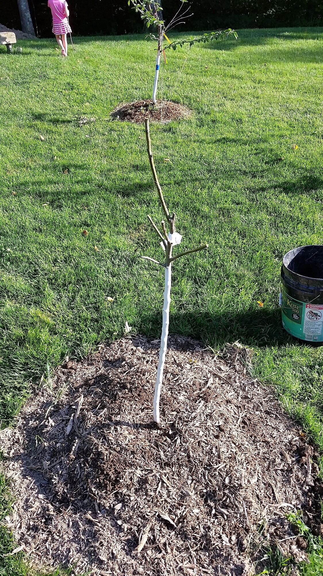 Does this apple tree need water? General Fruit Growing Growing Fruit