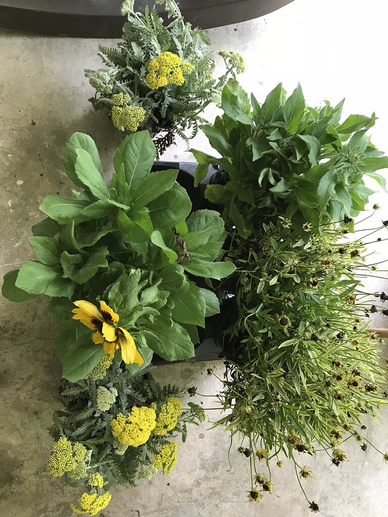 Cheap perennial flowers General Fruit Growing Growing Fruit