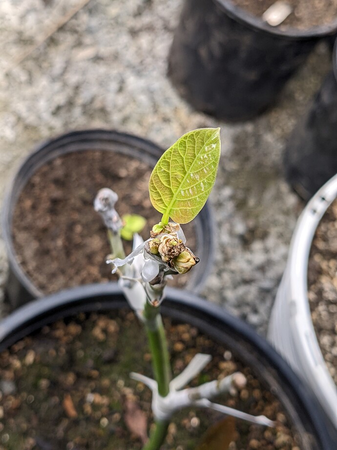 PXL_20220610_035012288