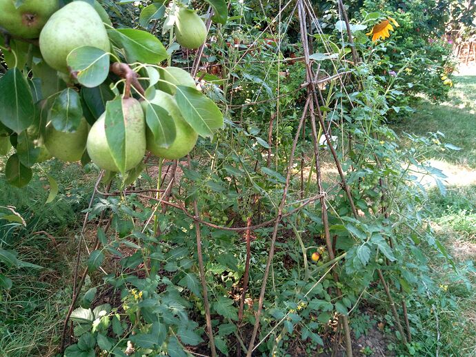 IMG_20240719_110605_166~2