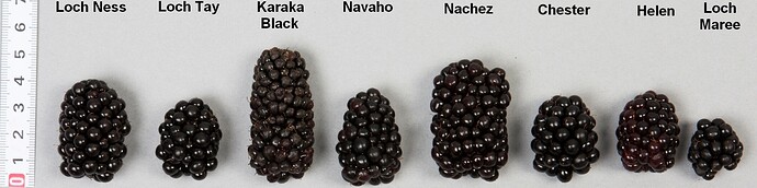 fruits comp