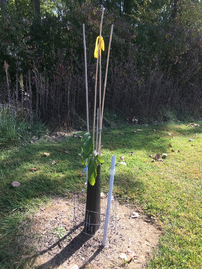 IMG_2715 'Betria' pawpaw 10.5.2022