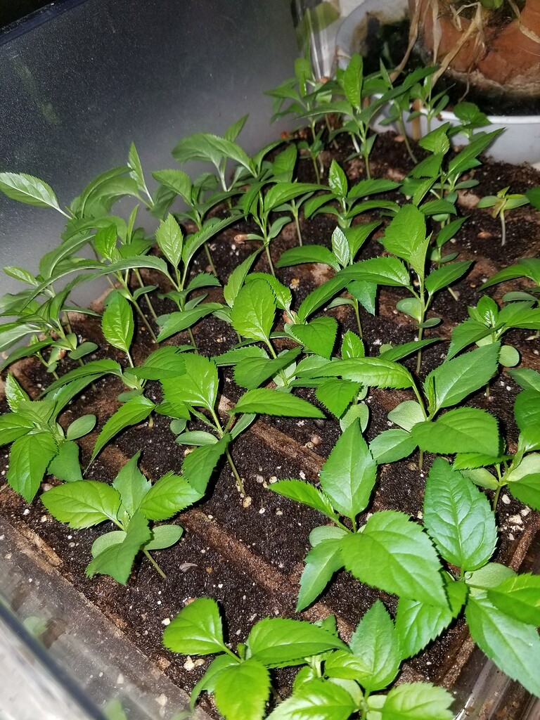 Apple - Seed Start Success - What worked for me - General Fruit Growing -  Growing Fruit