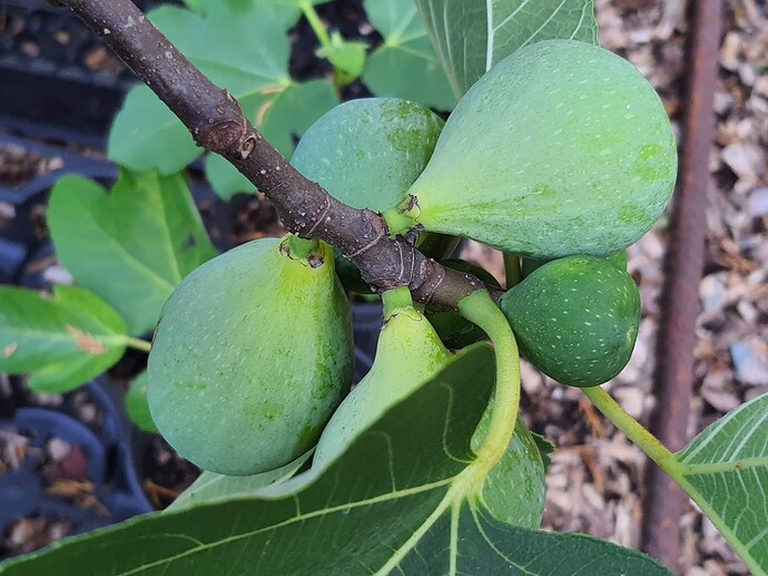 Troiano Calabrese Breba 07-11-21  8