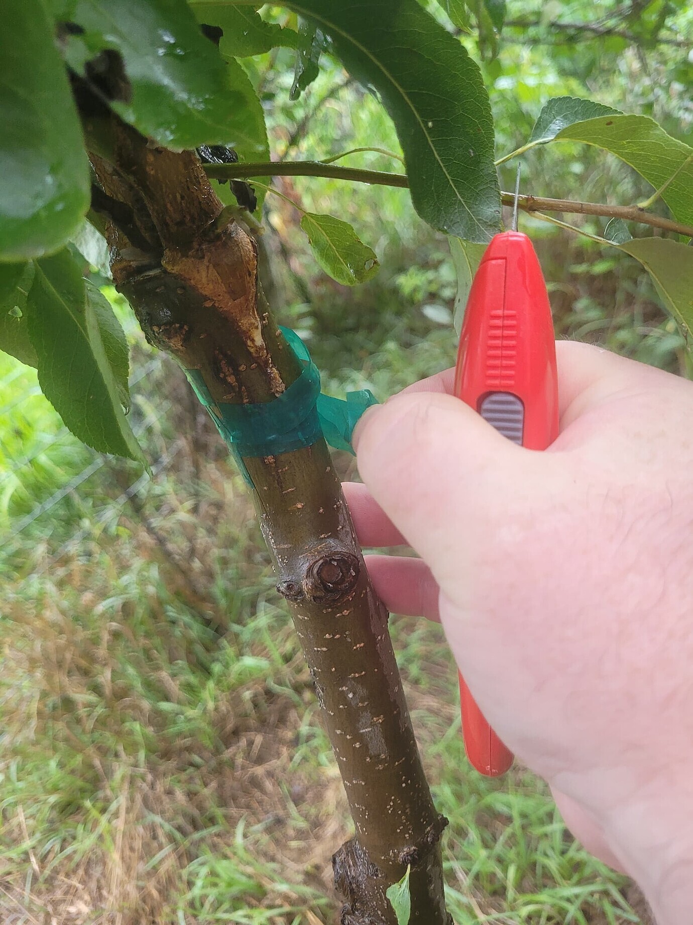 Apple grafting experts what do you General Fruit Growing