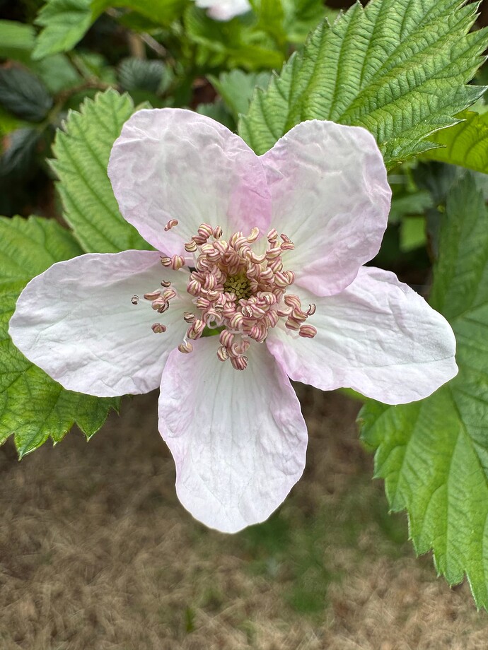 KiowaFlower