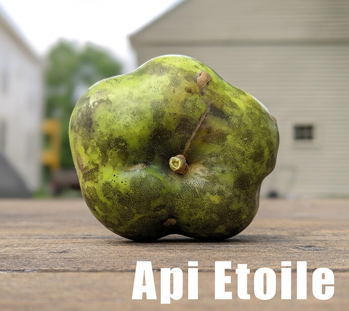 Api Etoile2