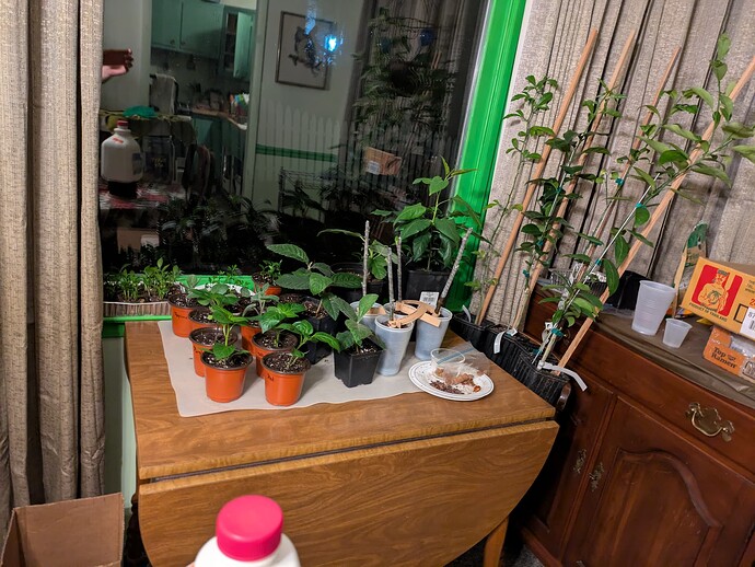 PXL_20250324_035319342