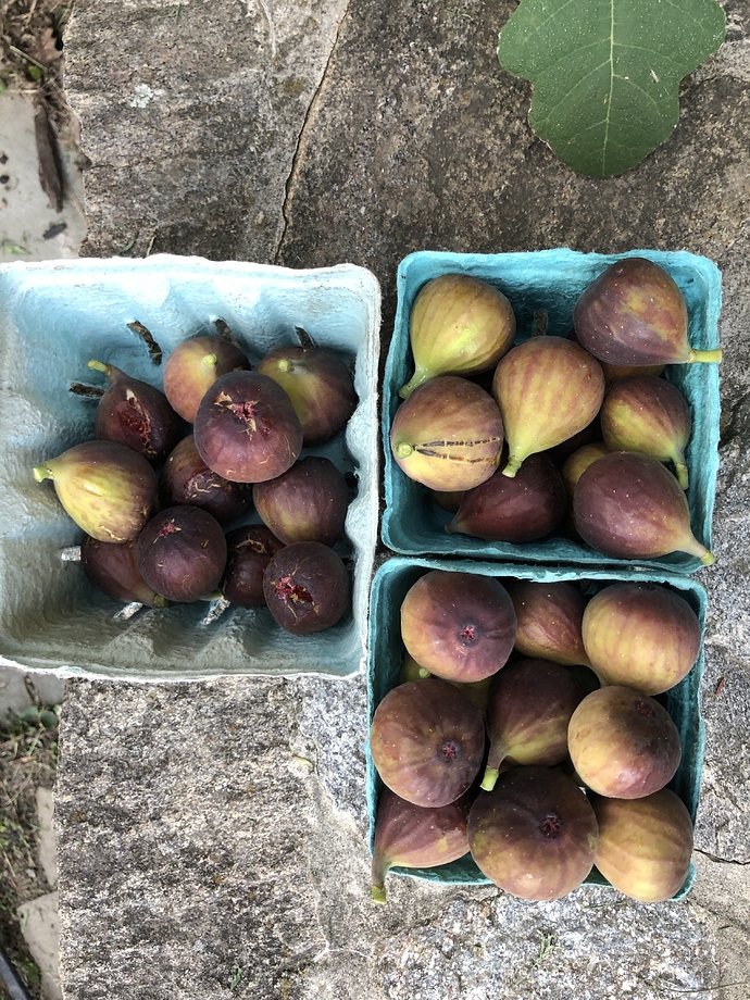 Reservoir_figs_09-11-2020