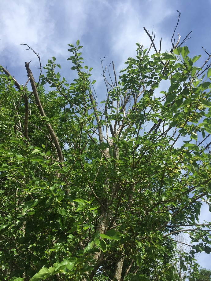 4A4A8B02-B75D-4939-B244-2CAE62ECB3D6