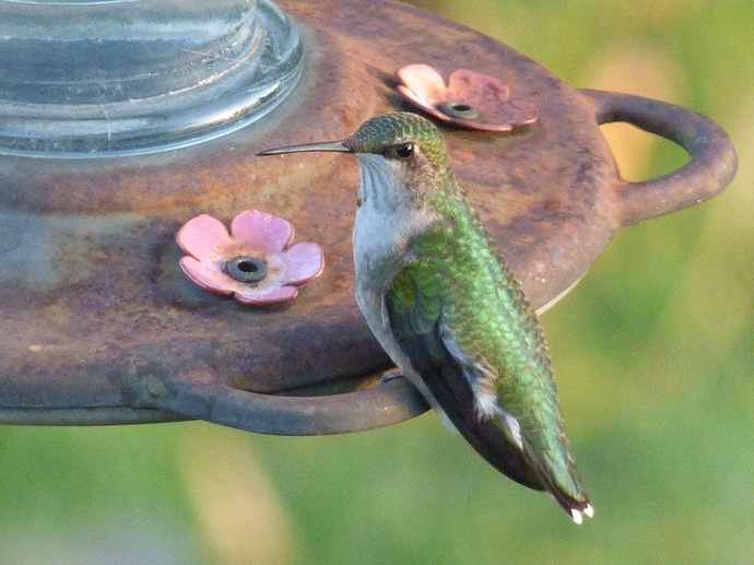 Hummingbirds Tonite 2017 006 - Copy