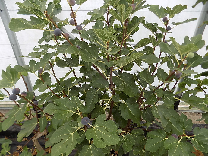 loaded%20BM%20tree%2010%204%202019%20013