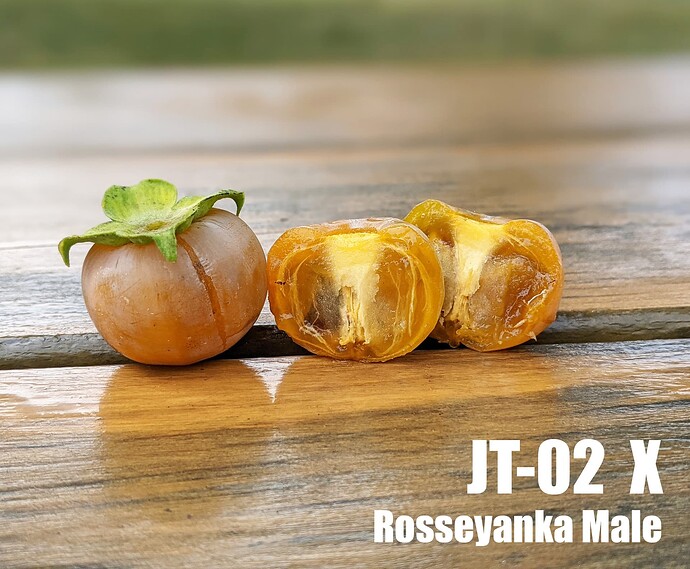 JT02 X Rosseyanka Male_2024
