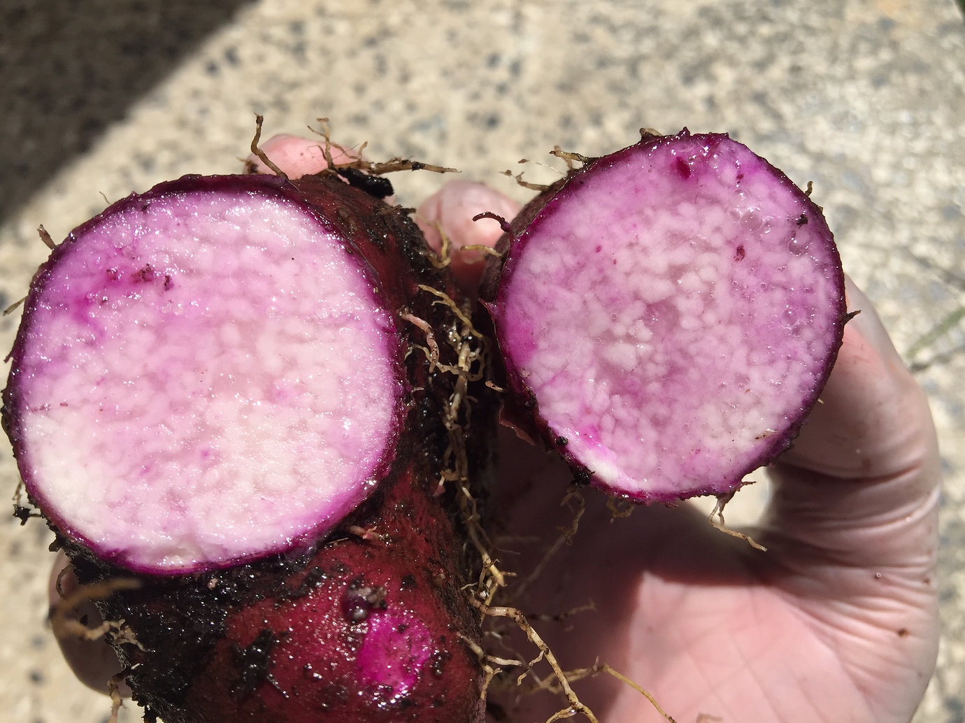 Purple yams General Gardening Growing Fruit